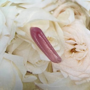 IZM Poly Gel Blush 30g IZM Poly Gel Blush 30g